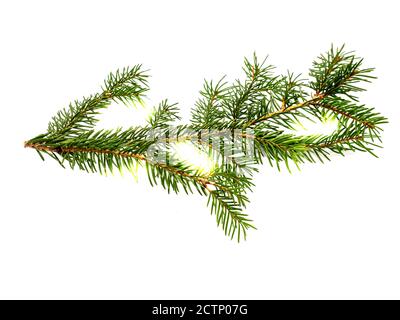 Fir branch isolated on white background Stock Photo