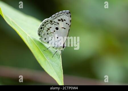 A Common Hedge Blue (Acytolepis puspa) butterfly, resting on a leaf in the garden. Stock Photo