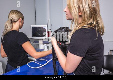 Veterinarian use ultrasound machine on a dog at the modern clinic in ...