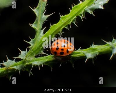 Ladybug on branch close up Stock Photo