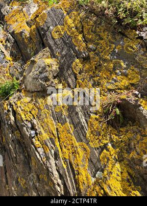 Yellow lichen on rocks in Collioure, France Stock Photo