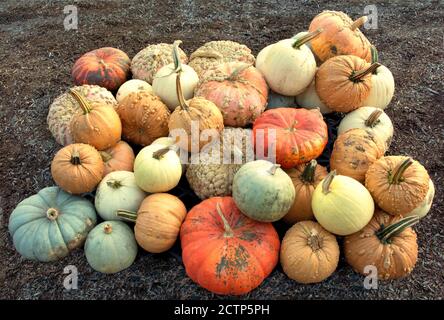 Seasonal autumn and Halloween theme. Assorted squash and pumpkins in a variety of colors, sizes, shapes, and textures. Stock Photo