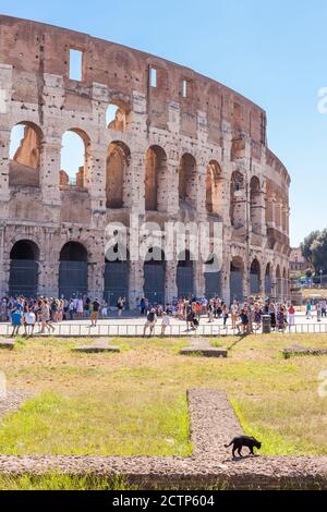 ROME, ITALY - 2014 AUGUST 18. A black cat passing Colosseum witch is Rome's most iconic monument. It has been drawing the crowds since it first staged Stock Photo