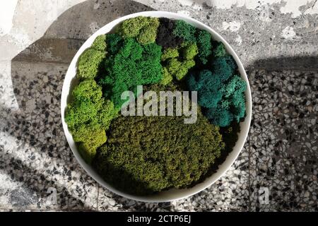 a round panel made of stabilized moss of various shades for ecological decoration of an office or apartment interior. Stock Photo
