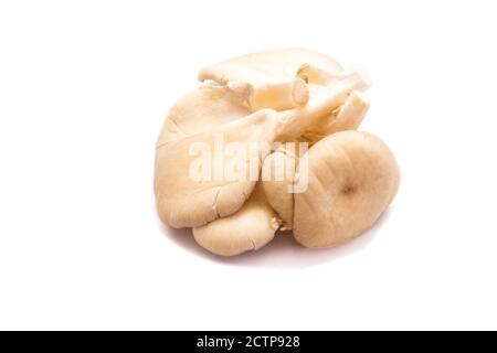 Oyster mushrooms isolated on white background Stock Photo