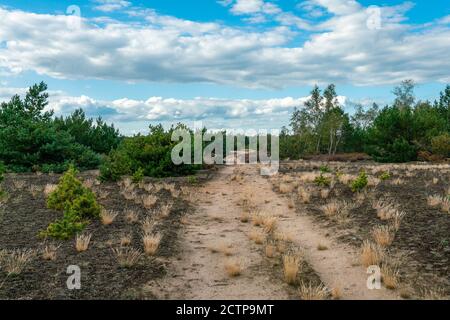 Path leading over former military training area Jueterbog in late summer with blooming heather plants in Brandenburg, Germany Stock Photo