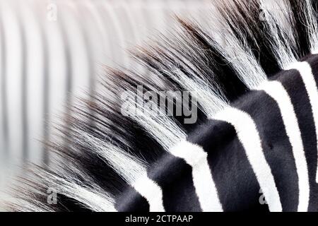 Zebra mane detail. Abstract closeup showing the black and white striped mane of one focused animal against a defocused on in the background. Space for Stock Photo