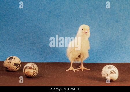 Newborn yellow chicken. Chick hatched from an egg. Chicks together with eggs background for the poultry farm. Stock Photo