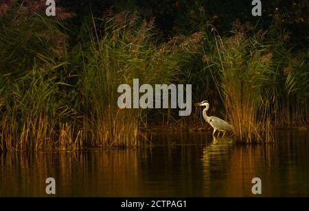 The grey heron is standing in the lake 'Kellersee'. Stock Photo