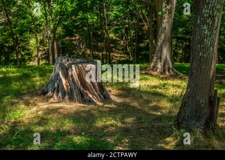 A dry cracked tree stump decaying in the woodlands with the sun highlighting through the shade in the forest on a sunny day in summertime Stock Photo