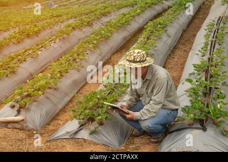 The Asian elder farmers men who use a tablet taking pictures of stawberry plants For further analysis in the laboratory. Stock Photo