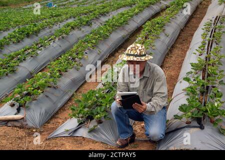 The Asian elder farmers men who use a tablet taking pictures of stawberry plants For further analysis in the laboratory. Stock Photo