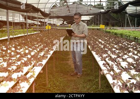 The Asian farmers elder male who use a tablet with a display. Taking pictures of organic plants For further analysis in the laboratory. Stock Photo