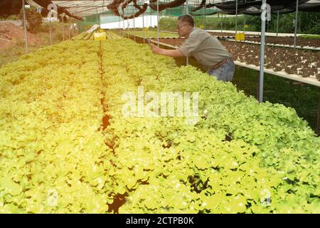 The Asian farmers elder male who use a tablet with a display. Taking pictures of organic plants For further analysis in the laboratory. Stock Photo