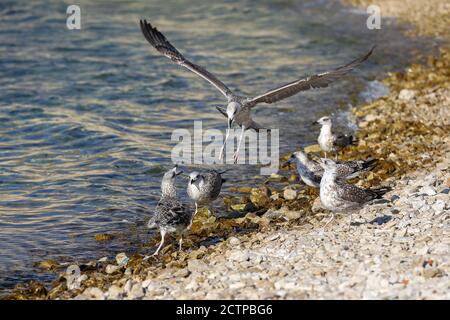 Group of gray gulls on the rocky seashore Stock Photo