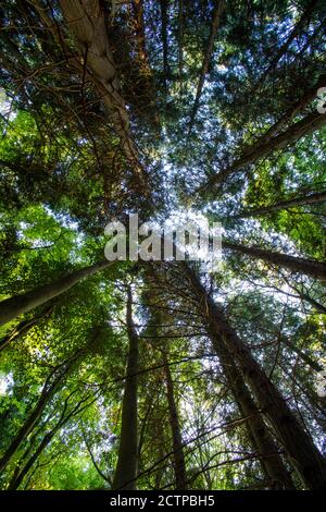 tree tops, looking up into the tree canopy in a forest Stock Photo