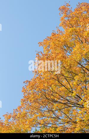 Bright yellow and orange autumn leaves on a tree next to blue sky. Stock Photo