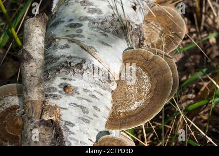 Daedaleopsis confragosa,  blushing bracket fungus on birch fallen tree selective focus Stock Photo