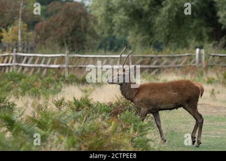 Young red stag on the move during the autumn rutting season Stock Photo