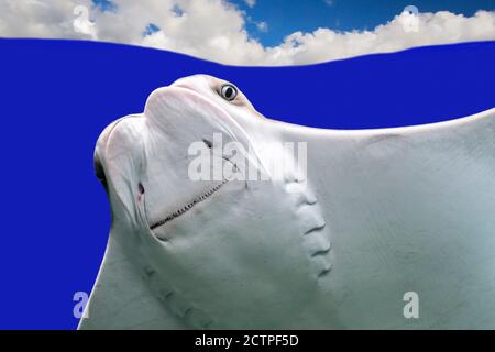 Cownose ray (Rhinoptera bonasus) surfacing, species of eagle ray native to western Atlantic and Caribbean Stock Photo