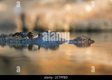 Nile crocodile (Crocodylus niloticus), close-up of head showing eye with vertically slit pupil while floating in water of lake, native to Africa Stock Photo