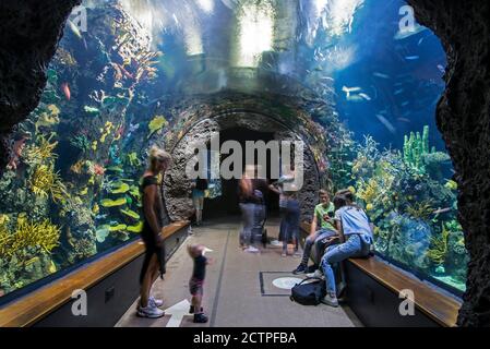 Visitors watching saltwater fishes at Oceanium, giant aquarium in Diergaarde Blijdorp Zoo / Rotterdam Zoo, South Holland, Netherlands Stock Photo