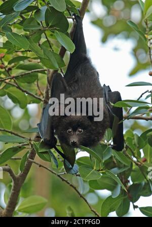 Christmas Island Flying-fox (Pteropus natalis) adult hanging from fruiting tree, endangered species  Christmas Island, Australia         July Stock Photo