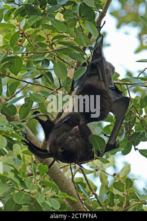 Christmas Island Flying-fox (Pteropus natalis) pair courting in fruiting tree, endangered species  Christmas Island, Australia         July Stock Photo