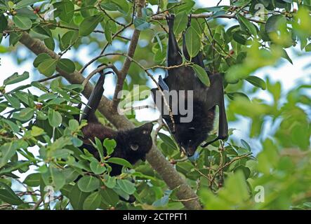 Christmas Island Flying-fox (Pteropus natalis) pair courting in fruiting tree, endangered species  Christmas Island, Australia         July Stock Photo