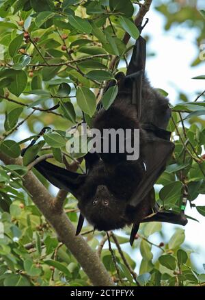 Christmas Island Flying-fox (Pteropus natalis) pair courting in fruiting tree, endangered species  Christmas Island, Australia         July Stock Photo