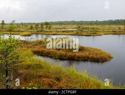 Rainy and gloomy day in the bog, texture of raindrops on the surface of a dark bog lake, wet trees, grass and bog moss, foggy and rainy background, au Stock Photo