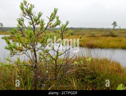 Rainy and gloomy day in the bog, traditional bog landscape with wet trees, grass and bog moss, foggy and rainy background, autumn Stock Photo