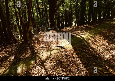 Fallen dead leaves on a forest floor in the Surrey countryside in the UK Stock Photo