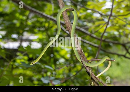 Rough green snake climbing in a tree - Opheodrys aestivus Stock Photo