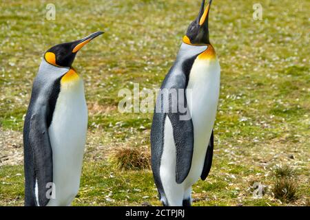 Two King Penguins at Volunteer Point, Falkland Islands. Stock Photo