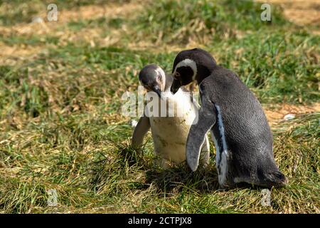 An adult and a young Magellanic Penguins on Magdalena Island, Chile. Stock Photo