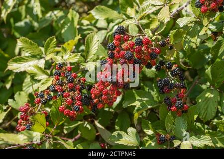Wild Blackberry ripe and unripe fruit growing on plant, Rubus fruticosus, Blackberries, Spain. Stock Photo