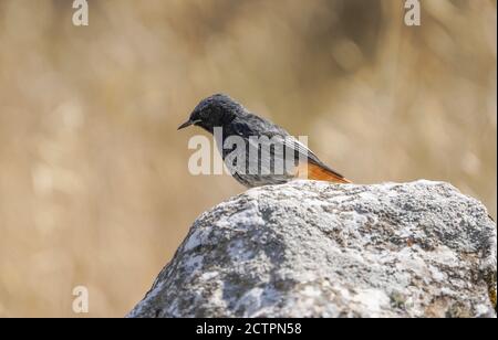 Black redstart (Phoenicurus ochruros) in Torcal nature reserve, Andalusia, Spain. Stock Photo