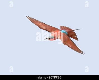 Carmine Bee-eater in flight against a pale blue sky Stock Photo