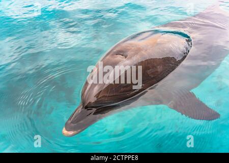 Close-up on a dolphin swimming in blue water Stock Photo