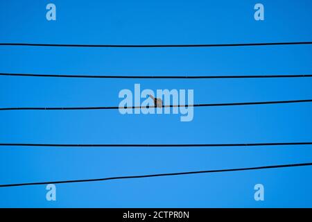 Alone and lonely concept with selective focus of one single bird on electric cable line, Bird perched on electrical wires with clear blue sky as backg Stock Photo