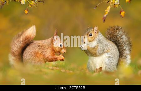 Close up of grey and red squirrels in autumn, UK. Stock Photo
