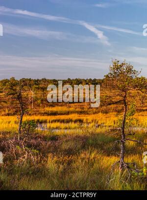 Two pine trees growing in swamp with swamp lake and flora on a bokeh background.