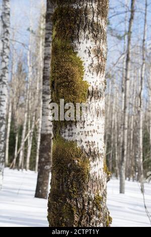 Birch trunk covered with moss on a blurred background of a winter snowy forest on a sunny day. Texture. Stock Photo