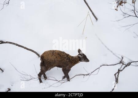 A male musk deer walks in the snow in winter. The fang is visible. Side or elevation view. Stock Photo