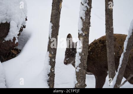 The male musk deer hiding behind tree trunks in a winter forest on a background of snow. The fang is visible. Close up. Stock Photo