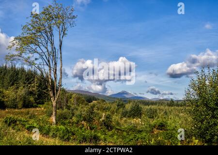 Long distance walking on the Rob Roy Way between Drymen and Aberfoyle, Stock Photo