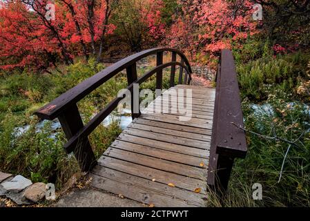 Cascade Springs is a secluded spot in the Wasatch Mtns. of Utah, USA.  A natural underground spring with wild brown trout and gorgeous Maple Trees. Stock Photo