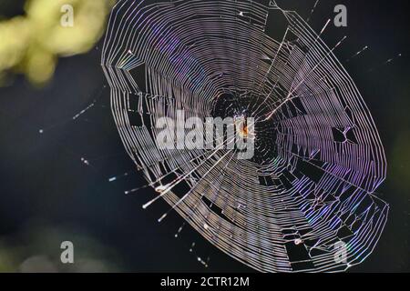 Not so itsy bitsy! Large spider in almost complete web is illuminated by low morning sun making the fine threads glisten in a rainbow of colours Stock Photo
