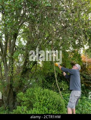 Pruning or renovating a rambling rose that is outgrowing a hawthorn tree by removing several of the oldest stems - see image 2C86P01 to see before Stock Photo